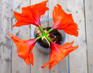 在线接收短信验证码